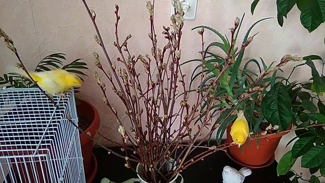 Полезные растения для канареек смотреть онлайн