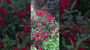 Роза Red Fairy (Ред фейри)