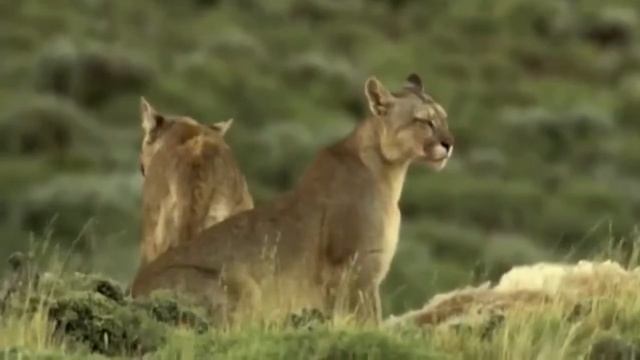 Пума - горный лев .Самый крупный представитель малых кошек. смотреть онлайн