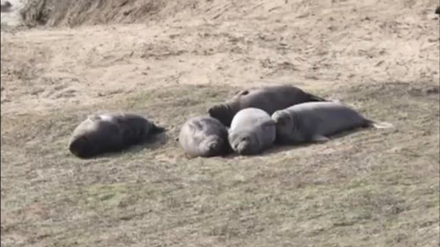 Facts: The Northern Elephant Seal смотреть онлайн