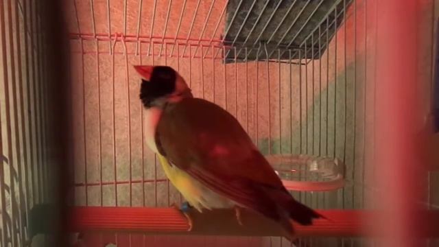 Амадина гульда заворачивает голову