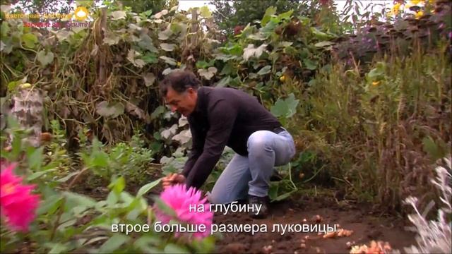 Акклиматизация луковиц (subt.) смотреть онлайн