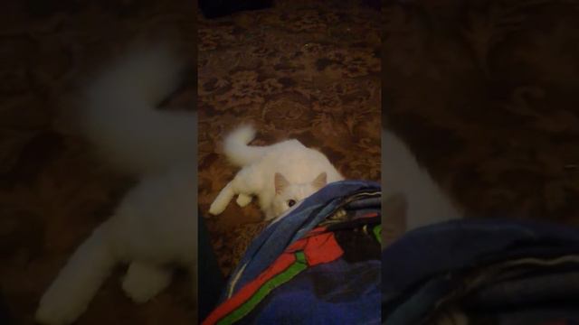 Все ведь любят котиков смотреть онлайн