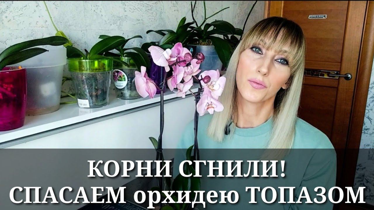 КОРНИ ОРХИДЕИ СГНИЛИ / ТОПАЗ для орхидей / Обработка, спасаем орхидею phal. ROME смотреть онлайн