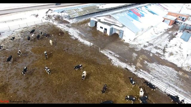 Ферма КРС Малое Микушкино в Исаклинском районе, Самарской области