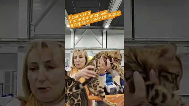 Бенгалы бывают разные: черные, белые, пятнистые смотреть онлайн