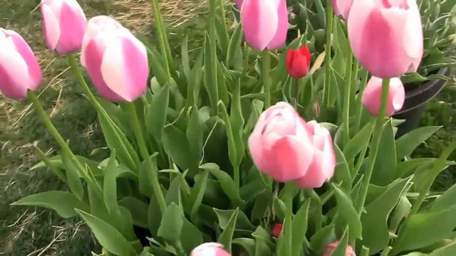 Тюльпанные поля смотреть онлайн