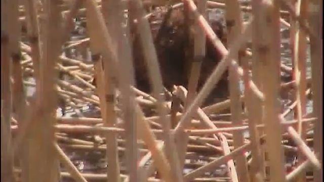 Водяная крыса андатра смотреть онлайн