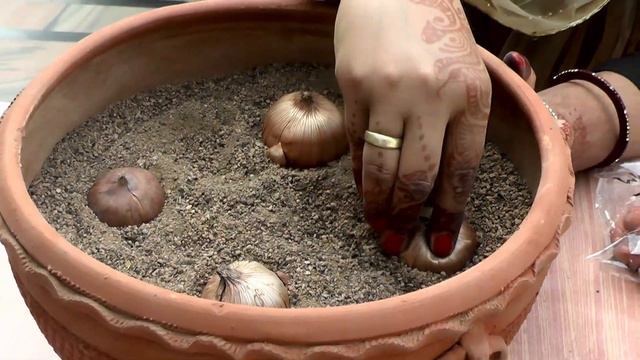 How to Grow Gladiolus From Corms or Bulbs ( with update step by step ) смотреть онлайн