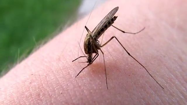 КОМАР ПЬЕТ КРОВЬ смотреть онлайн