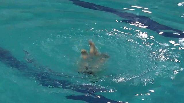 Синхронное плавание. Соло. Войшнис Анастасия. смотреть онлайн