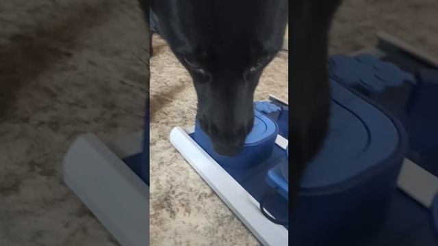 Развивающая игрушка для собак / #shorts смотреть онлайн