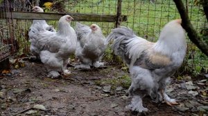 Куры Брама Изабелла .