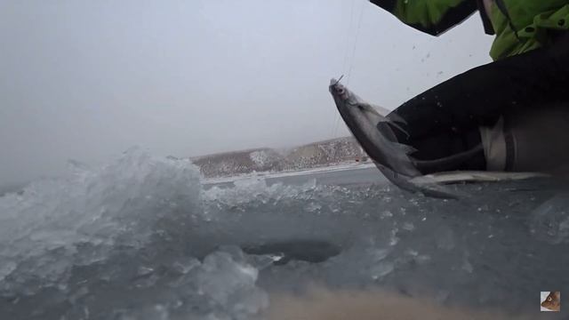 ЗИМНЯЯ РЫБАЛКА! Первый лёд - ОПАСНОСТЬ ⛔️ смотреть онлайн