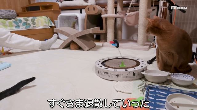 【保護44日目】強烈な るかのパンチをもらって逃げた子猫【瀬戸のミエル日記】 смотреть онлайн