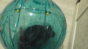 Шар для шиншиллы/Шиншилла катается в шаре/прогулочный шар/Шиншилла в шаре/шиншилла на прогулке