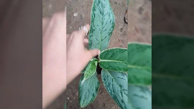 Sunday special limited combo sale video смотреть онлайн