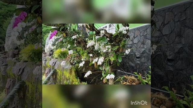 Phalaenopsis Amabilis Orchid смотреть онлайн