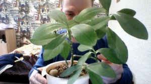 синодениум и его обрезка