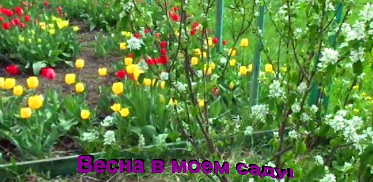 "Цветы" #Огород #Сад #Дача смотреть онлайн