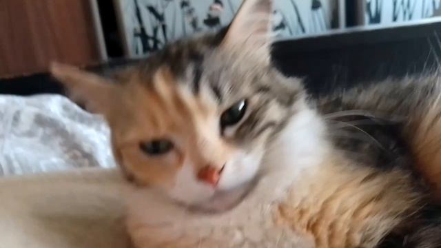 интервью с кошками смотреть онлайн