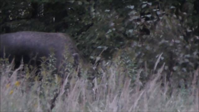 Лось на реву. Секретный способ манить лося. смотреть онлайн