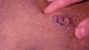 Removing Monster Mango worms From Helpless Dog! Animal Rescue Video 2022 #33