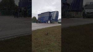 Операторы кормят белочек в парке Царицыно!