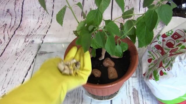 КАК ИЗБАВИТЬСЯ ОТ БЕЛОГО НАЛЕТА В ЦВЕТОЧНЫХ ГОРШКАХ? смотреть онлайн