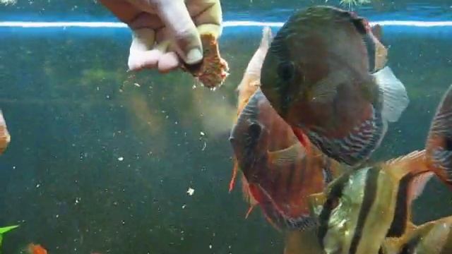 Wild Discus E Altum Orinoco