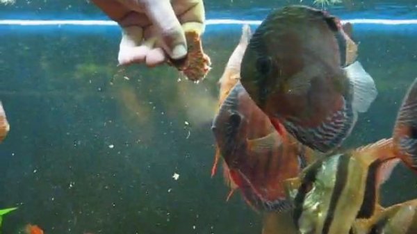 Wild Discus e Altum Orinoco