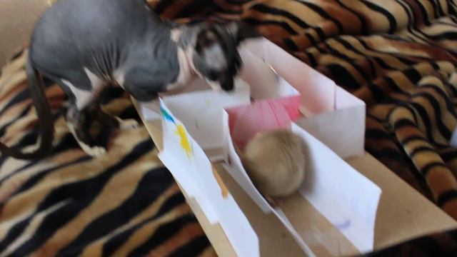 мыша и лабиринт кот и охота смотреть онлайн