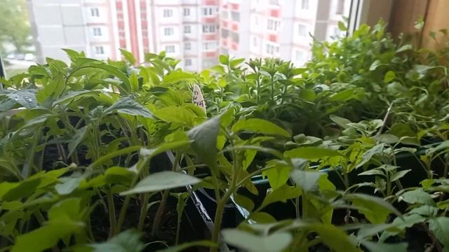 И когда я буду сажать помидоры? 12.05.2022г. смотреть онлайн