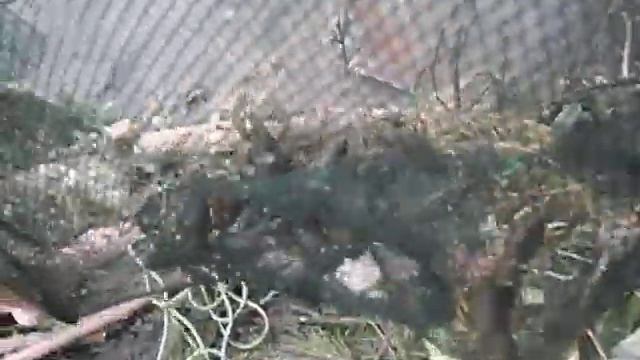 Раки под ,,зонтом,,. смотреть онлайн