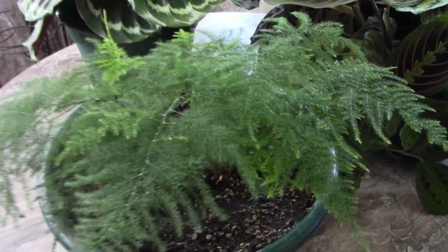 Комнатные растения на северных окнах. смотреть онлайн