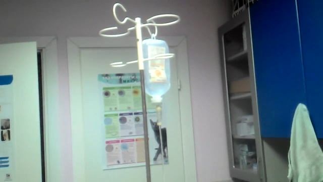 Кошка Белка заболела. смотреть онлайн