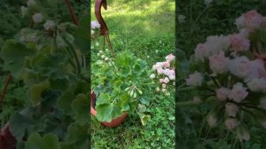 Ю- Царская Невеста пеларгония.цветение молодого растения.