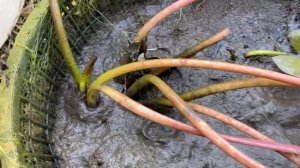 Зимовка нимфеи ?