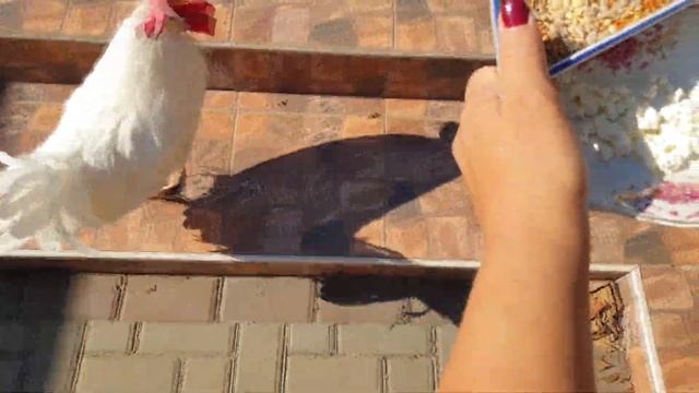 Петя и компания. Часть 52 (Петух, который считает себя котом)