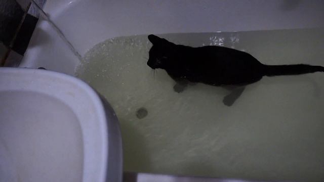 Кот принимает ванну смотреть онлайн