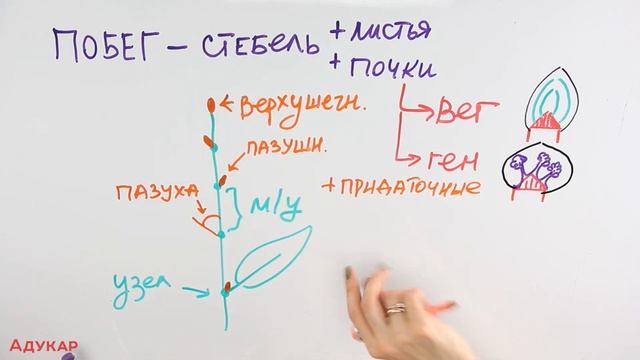 Покрытосеменные. Вегетативные органы растений. Корень, побег, лист | Биология ЦТ, ЕГЭ смотреть онлайн