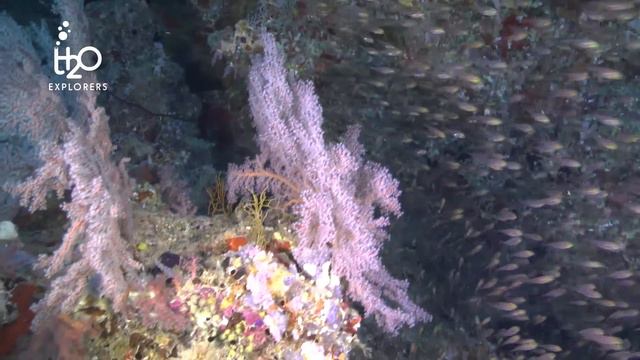 Diving Dhigu Thila (HD) - South Ari Atoll, Maldives смотреть онлайн