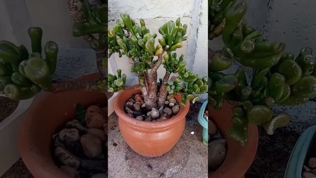 Detalhes da Natureza - 249 - Orelha de Shrek. смотреть онлайн