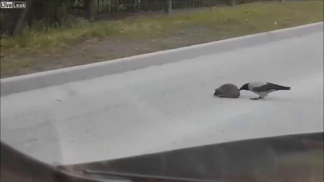 Ворона помогает перейти ежику дорогу.. смотреть онлайн
