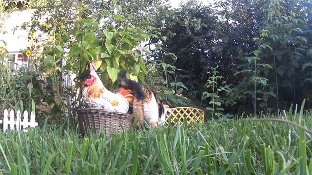 action camera sony hdr az1 4k, обзор камеры + автозвук смотреть онлайн