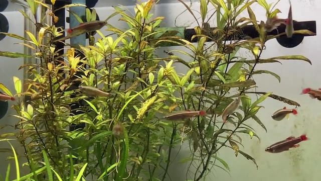 Display Tank Salvage Op смотреть онлайн