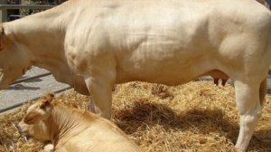 Разведение Аквитанской породы коров как бизнес идея | КРС | Аквитанская корова