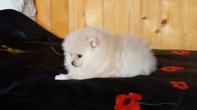 питомник шпицев щенки смотреть онлайн