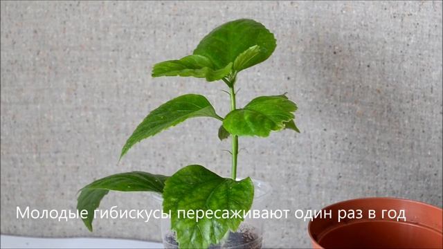 Уход за комнатным гибискусом в домашних условиях смотреть онлайн