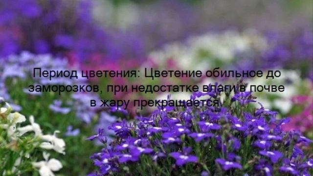 Гуреев В В смотреть онлайн